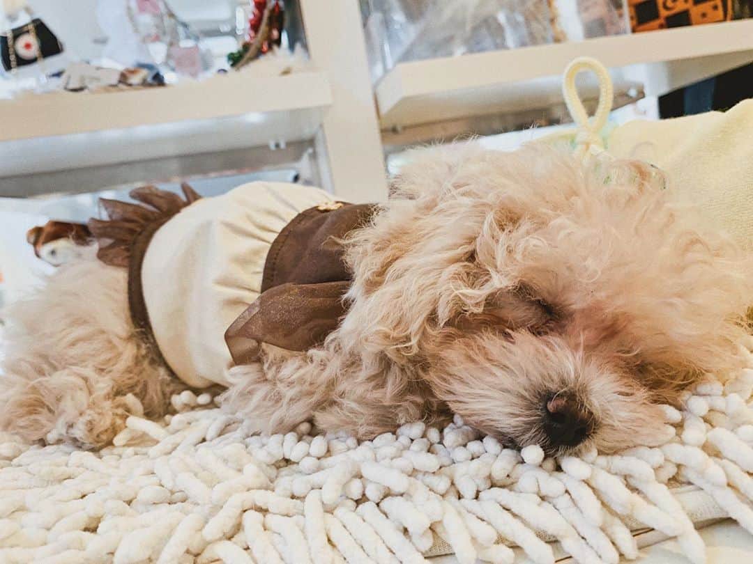 okamotosayaka のインスタグラム：「🍮🌸💓 . . . . . . . . . . . .  #dog#marupu#dogfashion#love#マルプー#マルプー子犬#子犬#ミックス犬#可愛い#わんちゃん#犬服#犬のいる暮らし#犬バカ部#マルプー女子#マルプー部#まるぷー#愛犬#愛犬との暮らし#パピー」