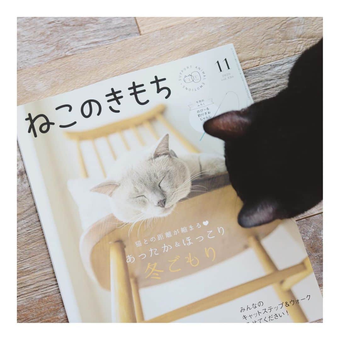 こむぎのインスタグラム：「* お知らせ🤗 ねこのきもちに掲載されている @riepoyonn さん、 @rie_mrmt さんとのリレー連載"保護猫とわたし"ですが、11月号は私の最後の記事になります🤗 保護猫へのたくさんの愛を語らせていただきました☺️  どんなコでもみんな幸せになれる！ 伝えたいことがたくさんで記事の中におさまりきらないのですが、気持ちが伝わるといいなぁ…☺️ すべての猫ちゃんが幸せになれることを願っています🙏🏻  そしてそして！ 今回、多頭飼育崩壊現場の猫たちも多く写真掲載していただきました😭 ぜひぜひ探してみてくださいね！ 里親さんの元へ行ったくじら、しお(難易度高)。ぺろくんともぐらちゃん(別の特集ページ) 里親募集中のまがり、てな、きりん、くまお、りす。しゅうくんとけいくんは別の特集ページ。 里親募集中の子はまだまだいまして全部で20匹！ 載せきれない〜😂😂😂 猫たちの詳細は @comugineko をご覧ください🙏🏻  里親募集中の子たちです！ってねこのきもちに載せてもらえるだなんて中々ない機会だよね。 本当にありがたい限りです😭 良いご縁がやって来ますようにーーー😭🙏🏻✨✨ 当方岐阜ですが車で移動できる範囲であれば遠方の方でも大丈夫です🙆‍♀️ 気になった方はDMくださいませ🙏🏻✨✨  ちなみに卒業生の妃ちゃん＆殿くん、ココちゃん、かにたまちゃんも載っています🤗 みんな可愛い可愛い私の子供たちです☺️ #ねこのきもち #ねこのきもち連載 #保護猫とわたし #里親募集 #里親募集中 #ビックダディ目指そうかな🤔 #最近体調悪くてインスタ更新していませんでした〜すみません😭」