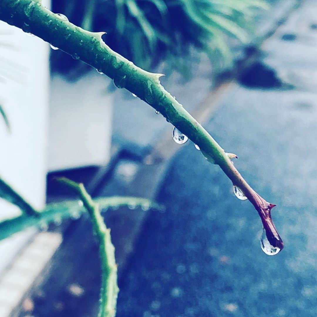 中野敬久さんのインスタグラム写真 - (中野敬久Instagram)「#rain #raindrops #cactus #street #hope #staysafe」10月10日 8時33分 - hirohisanakano