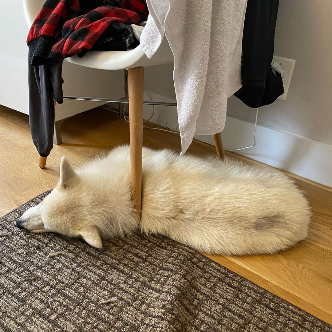 Winston the White Corgiのインスタグラム