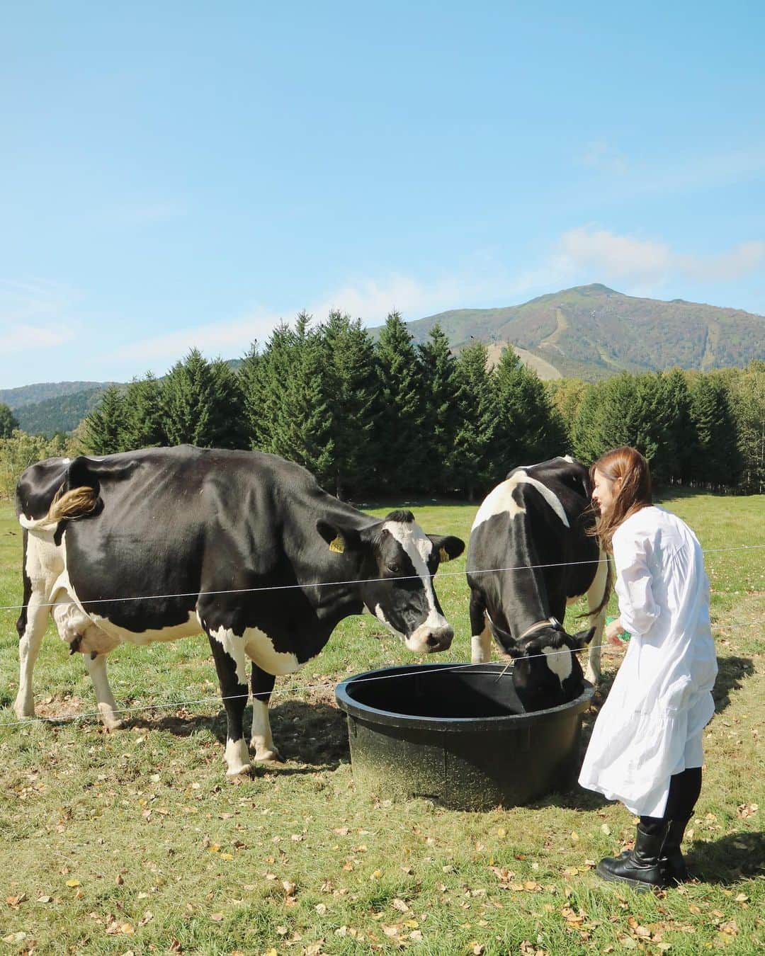ASUKAさんのインスタグラム写真 - (ASUKAInstagram)「.﻿ ファーム星野で育てられてる乳牛さん達にご挨拶🐄﻿ ﻿ むしゃむしゃ干し草食べてたくさんお水飲んでた😂﻿ 意外にけっこう動くの！どんどん違う牛さん達が来てはどこか行き〜って感じでのびのびしてたよ🐄🐂🐄﻿ ﻿ 星野リゾートトマムで使う牛乳を100%生産できるように頑張ってるんだってー！﻿ 今でもほとんどのレストランでこの星野牛乳が出てくるよ✨﻿ ストレスが少ない環境で育てられているからやっぱりおいしい✨✨﻿ ﻿ 滞在中毎朝ファーム星野の牛乳飲んだ🥛🙆‍♀️﻿ ﻿ @hoshinoresorts_tomamu  @hoshinoresorts.official  @iamkaorin  #牛 #リゾナーレトマム #星野リゾート #トマム旅行 #北海道旅行 #国内旅行 #北海道観光 #国内旅行 #女子旅 #癒し旅 #たびすたぐらむ #タビナカジェニック #ホテルリゾート #retrip_nippon #あすかおりん」10月10日 9時23分 - a.asuka.a