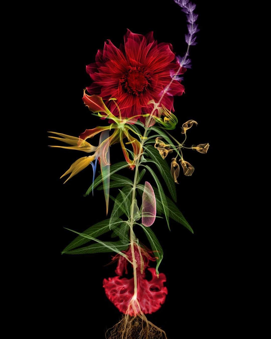 椎木俊介のインスタグラム：「X-ray Flowers #amkk #amkkproject #makotoazuma #azumamakoto #東信花樹研究所 #東信 #jardinsdesfleurs #shiinokishunsuke #flowerart #flower #flowers」