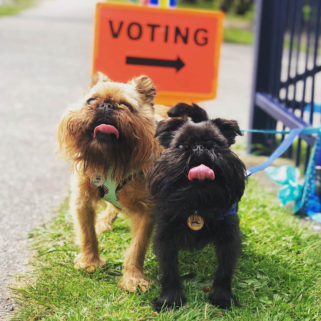 Digby & Aloのインスタグラム：「Fluorescent orange might not be your colour but it’s everyone’s colour during election season. NZ, get out and vote! No excuses. 😡」