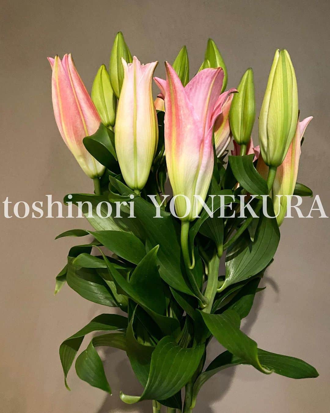 米倉利紀さんのインスタグラム写真 - (米倉利紀Instagram)「flowers of this week #男花 #花のある生活」10月10日 10時12分 - toshi_yonekura