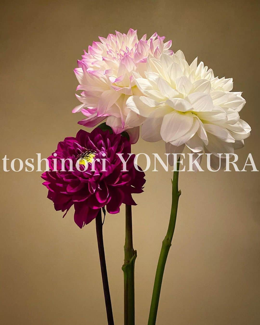 米倉利紀さんのインスタグラム写真 - (米倉利紀Instagram)「flowers of this week #男花 #花のある生活」10月10日 10時12分 - toshi_yonekura