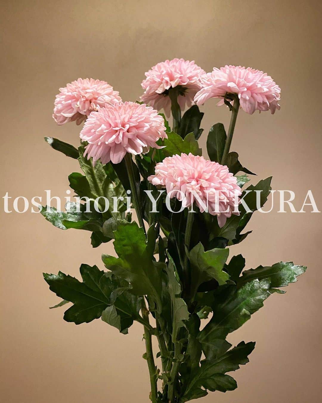 米倉利紀さんのインスタグラム写真 - (米倉利紀Instagram)「flowers of this week #男花 #花のある生活」10月10日 10時13分 - toshi_yonekura