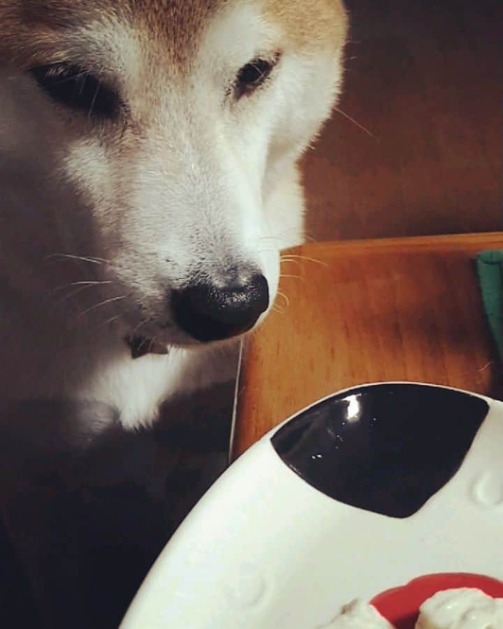 柴犬⭐️サスケのインスタグラム：「こんにちワン #豆腐大好き#柴北会#柴犬#赤柴#犬ら部#わんだフォ#pecoいぬ部 #shibasnap #shibagram #🐶📷」