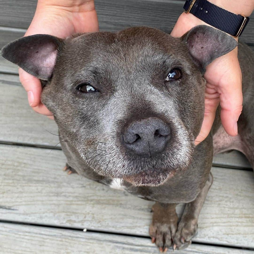 DARREN&PHILLIPさんのインスタグラム写真 - (DARREN&PHILLIPInstagram)「Hold me pet me scratch me love me. Yours sincerely,  every Staffy you’ll ever meet.」10月10日 10時47分 - the_blueboys