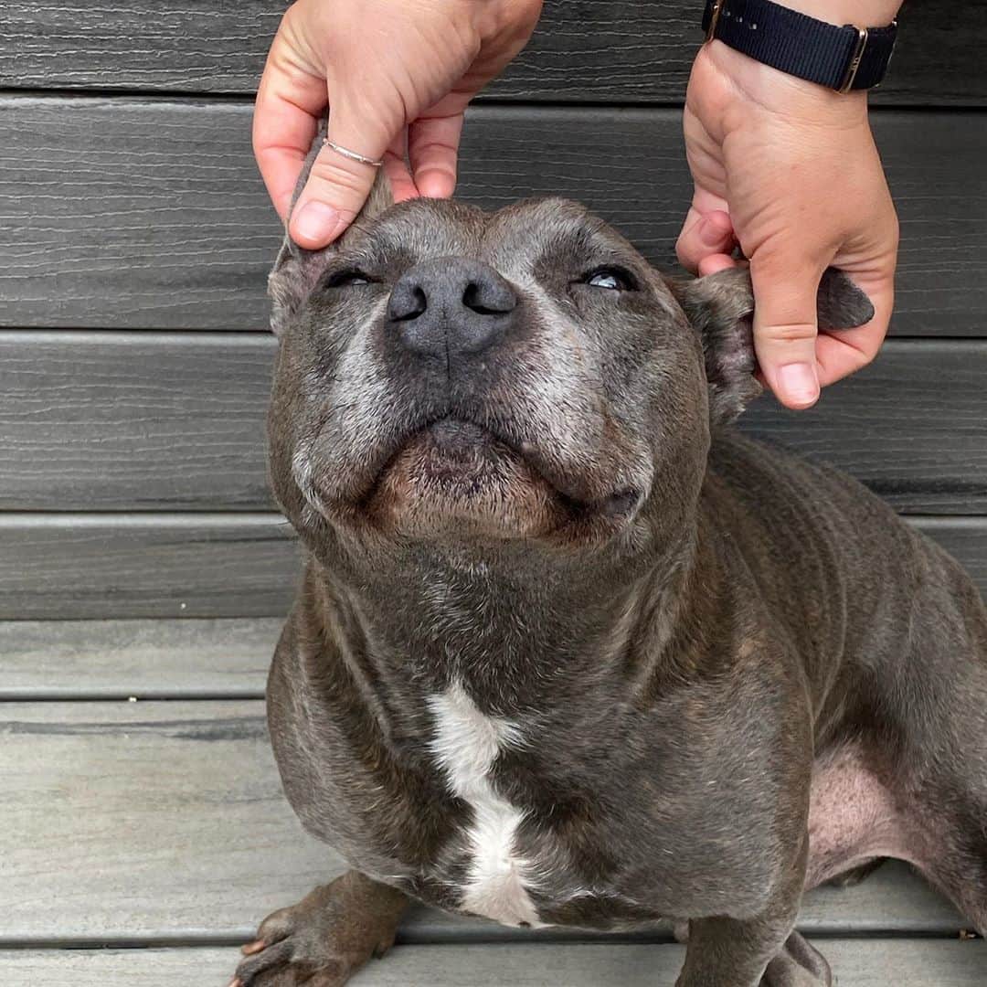 DARREN&PHILLIPさんのインスタグラム写真 - (DARREN&PHILLIPInstagram)「Hold me pet me scratch me love me. Yours sincerely,  every Staffy you’ll ever meet.」10月10日 10時47分 - the_blueboys