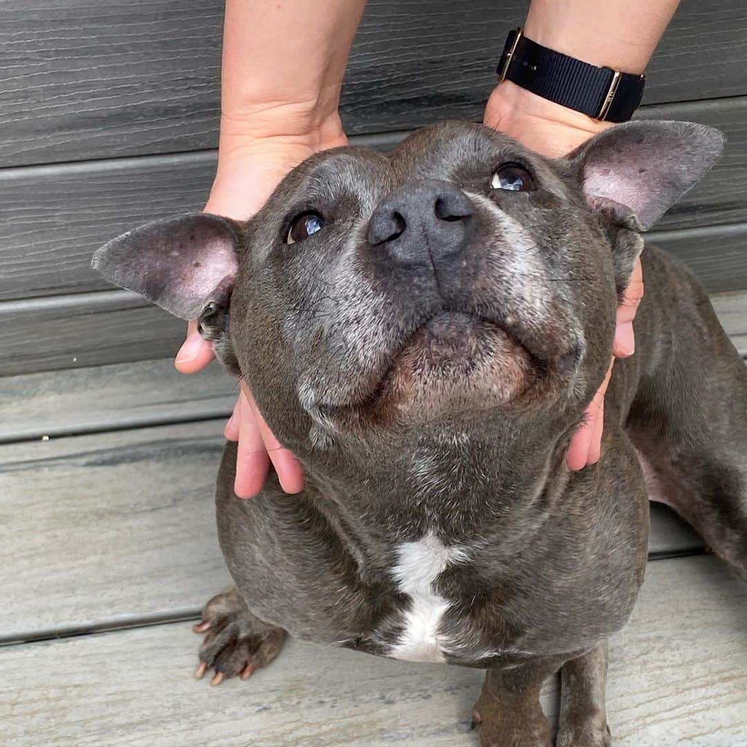 DARREN&PHILLIPさんのインスタグラム写真 - (DARREN&PHILLIPInstagram)「Hold me pet me scratch me love me. Yours sincerely,  every Staffy you’ll ever meet.」10月10日 10時47分 - the_blueboys