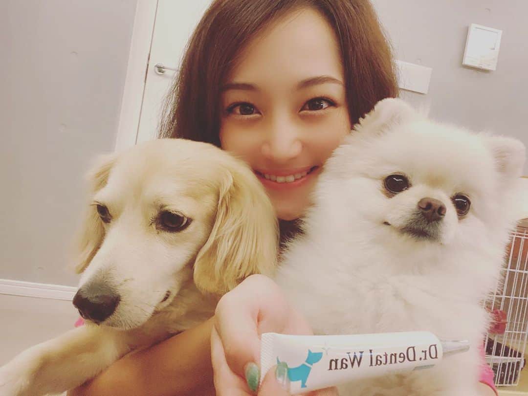 のインスタグラム：「愛犬のデンタルケアどうしてますか？？🐶🐶 私は、できるだけ毎日歯ブラシで歯磨きしてますが 嫌がる子だと大変だしなかなか面倒ですよね😅  この #ドクターデンタルワン は、舐めさせるだけで 口臭ケアと、歯周病予防ができちゃいます♡ 忙しい人にとってもオススメ！ わんちゃんも歯は本当に大事なので、ぜひケアしてあげてくださいね🐶✨✨  #pr #わんこ　#歯周病予防　#口臭ケア #歯磨き #いぬ　#犬　#dog #instadog #dogstagram」