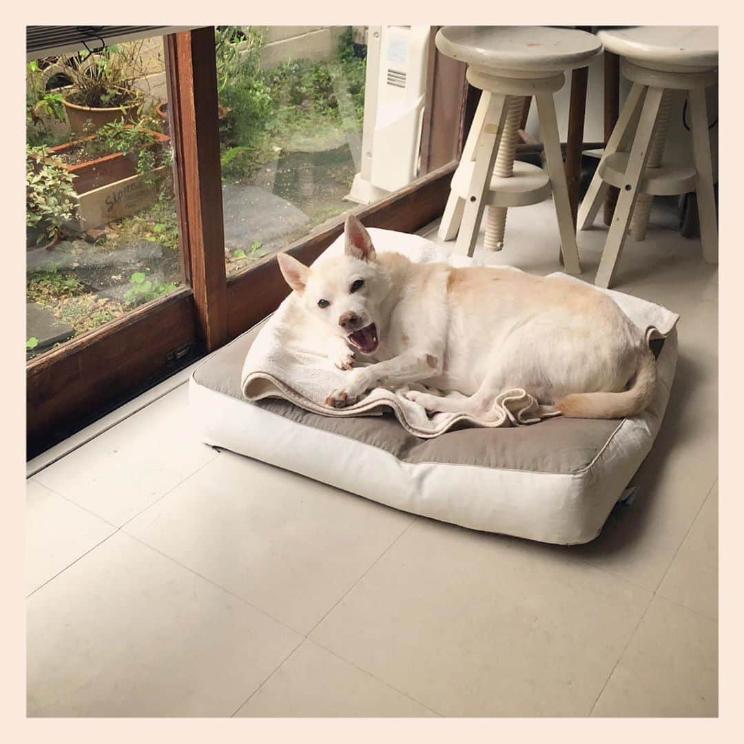 パンといっぴきのインスタグラム：「#元保護犬 #雑種犬 #crossbreed #mixdog #キップル14歳」