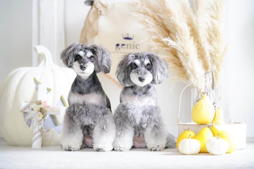 のインスタグラム：「⑅︎◡̈︎* ・ THE genic DAYのお知らせがございます♥︎︎∗︎*ﾟ マーブルとイヴです🐾 こんにちワン٩( ´◡︎` )( ´◡︎` )۶ ・ 明日10月11日日曜日に開催予定でした『THE genic DAY 05』は、台風の影響により延期とさせていただきます(T ^ T) ・ ご予定頂いていた皆様申し訳ございません。 下記日程へ延期致しますのて、引き続き皆様のご参加をお待ちしております♪ ・ ◆開催概要◆  『THE genic DAY 05』　  日時　11月1日(日)10時～16時 ・ 場所　イーノの森 Dog Garden特設エリア ・ 詳細は、 @genic_dog  プロフィール欄よりご確認頂けます。 ・ ※明日のイベントで発売予定の商品は、準備が整い次第オンラインサイトにて販売致します。 ・ どうぞ宜しくお願い致します♪ ・ #ハロウィン セット用意していたのに残念(T ^ T) #わんこイベント  #dogenic #love_bestjapan #daily_photo_jpn #わんことおでかけ #doglife #doglover #inuくらぶ_jpn #しゅなら部 #ミニチュアシュナウザー #ミニシュナ #シュナウザー #miniatureschnauzer #schnauzer #schnauzerofinstagram #schnauzer_lovers #schnauzer_of_instagram #asianfusiongrooming #inulog  #todayswanko  #inutokyo  #only_one_wan  #paw_smile_pictures #inutome #dogsta #insta_dog #うちの子可愛く撮り隊 #わんこカメラ部 #wooftoday」