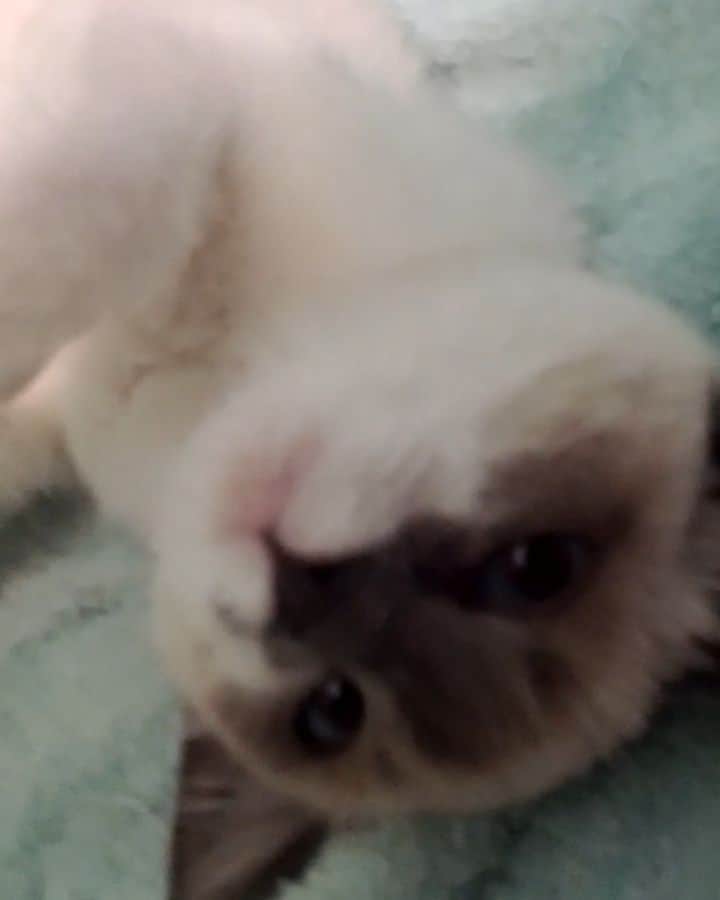 Garyのインスタグラム：「How about some tiny Margo #margoyle (9/1/13)」
