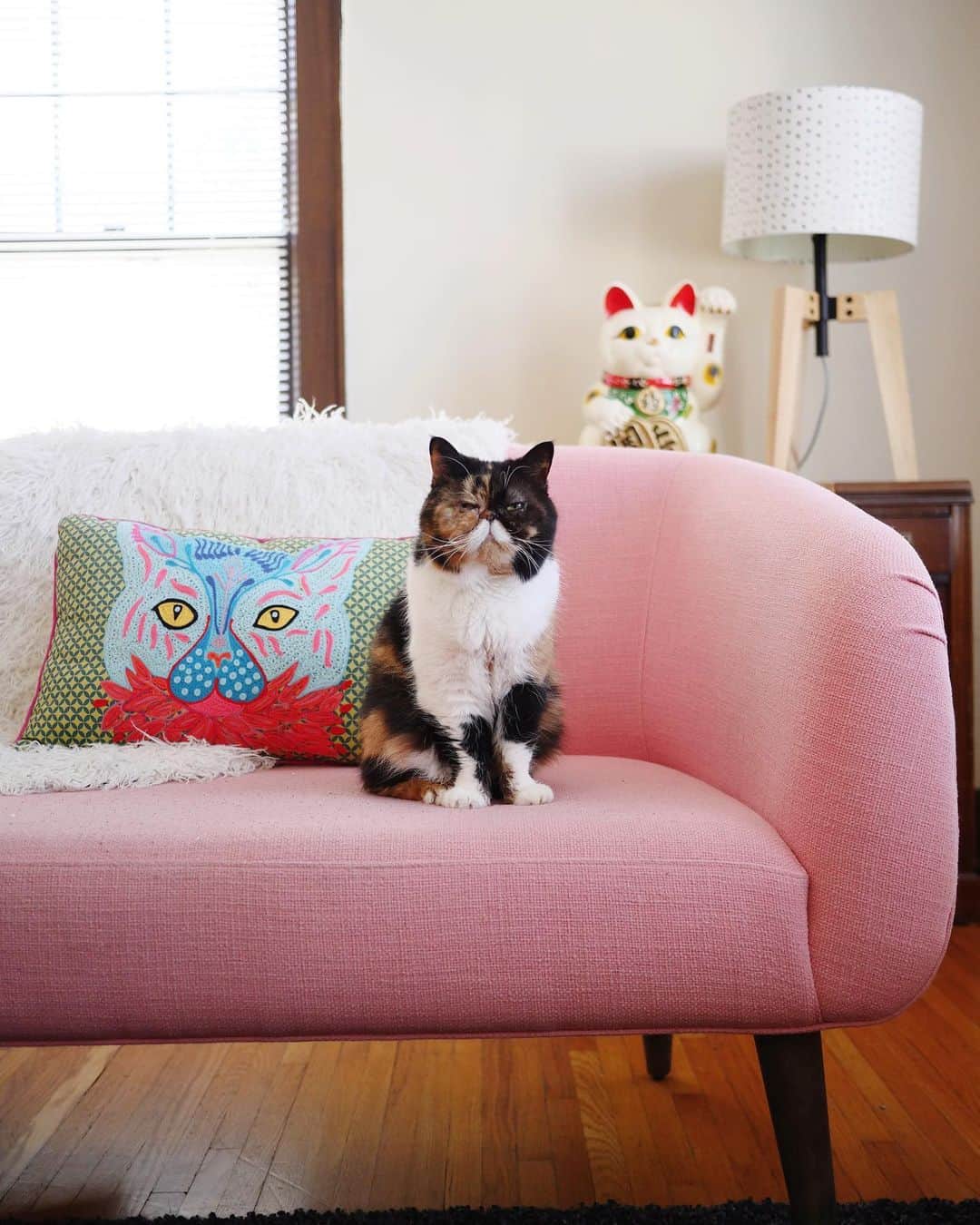 のインスタグラム：「Pudge will be tuning in to @catconworldwide from her couch this weekend! Will you be watching too? Get your tickets via @catconworldwide — $5 from every ticket sold is donated 💞」