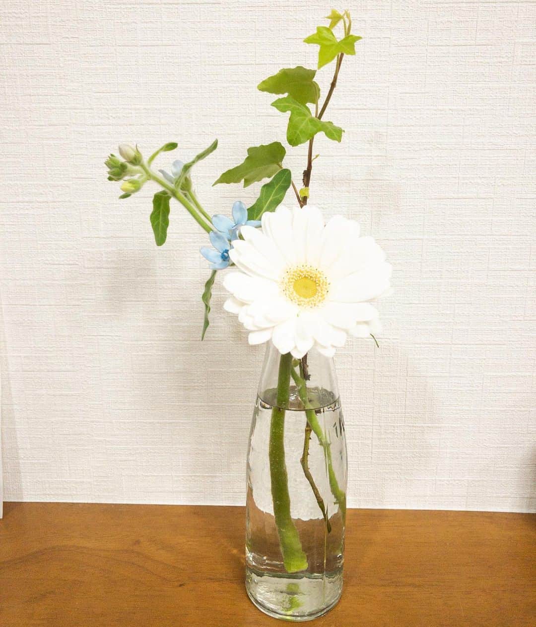 星野みちるのインスタグラム：「今週のお花が届きましたー٩(^‿^)۶♪ ガーベラ、ブルースター、アイビーです（＾ν＾） かわいい。色のついたお花も欲しい。 #bloomeelife #お花のある暮らし #お花の定期便 #ガーベラ　#ブルースター　#アイビー　#白」