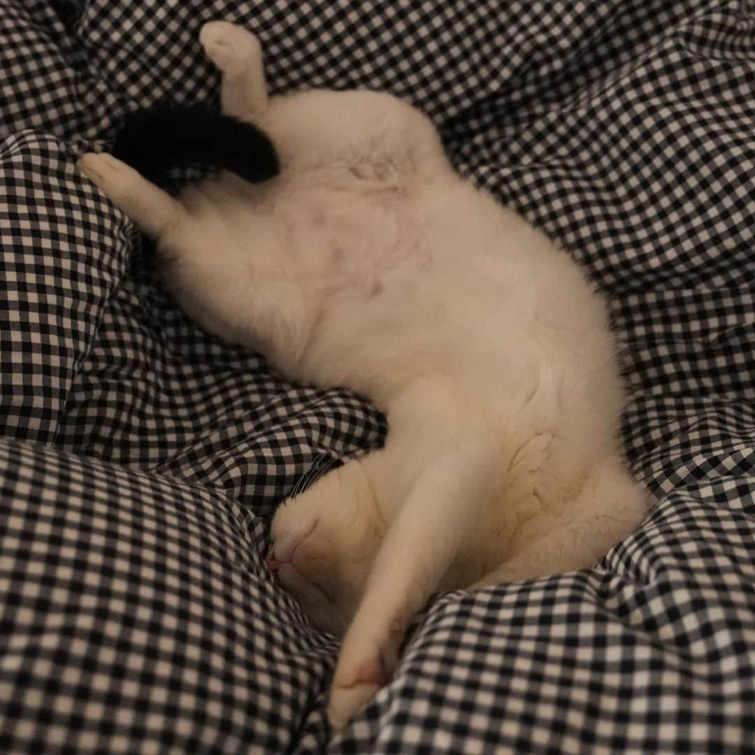 KAZUYAのインスタグラム：「今日のにゃんこ42。 布団で寝る喜びを知ってしまった様子です。 それにしてもすごい寝方だ…。 #猫 #猫のいる暮らし #cat」