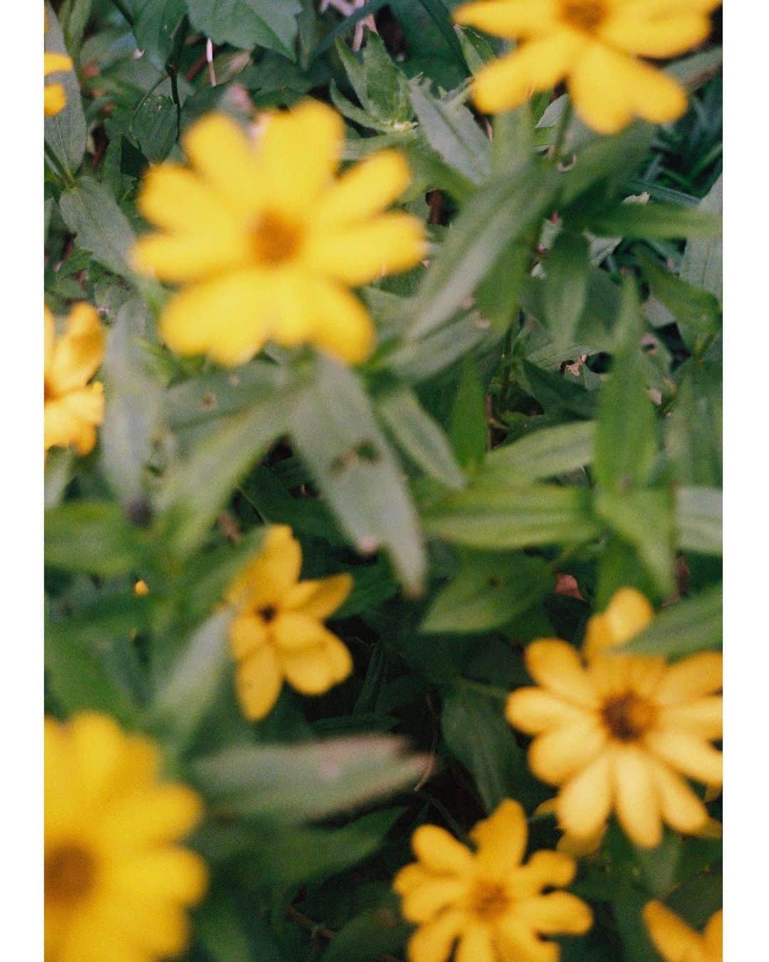 エモン・久瑠美のインスタグラム：「🌼💛 #kurumiph」
