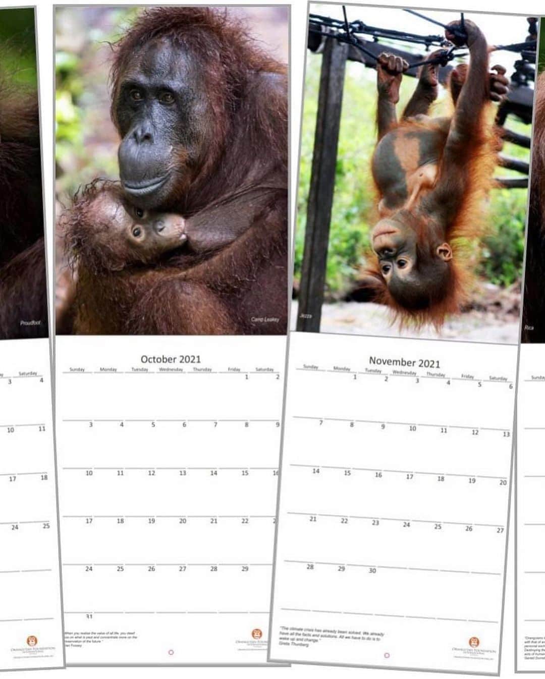 OFI Australiaさんのインスタグラム写真 - (OFI AustraliaInstagram)「We are so happy to announce that our 2021 Orangutans Calendar is now on sale! Featuring incredibly beautiful, high quality orangutan images, this limited-edition calendar is the perfect Christmas gift for the animal lover in your life.  Within Australia, the calendars cost $20 each, with an additional $3.90 each for shipping. Be quick. They sell out fast every year.  Order NOW in our online shop at https://orangutanfoundation.org.au/product/ofi-australia-2021-calendar/. The link to our website shop is in our bio.  Please note – If you live OVERSEAS (not in Australia) and would like to purchase our calendar/s please email info@ofiaustralia.com with your address and the number of calendars you would like to purchase BEFORE you place your order and we will advise you of the international postage cost first. #calendar #orangutanmerchandise _____________________________________ 🦧 OFIA Founder: Kobe Steele kobe@ofiaustralia.com  OFIA Patron: Dr Birute Galdikas @drbirute @orangutanfoundationintl @orangutan.canada www.orangutanfoundation.org.au 🦧 🧡 🦧 #orangutan #orphan #rescue #rehabilitate #release #BornToBeWild #Borneo #Indonesia #CampLeakey #saveorangutans #sayNOtopalmoil #palmoil #deforestation #destruction #rainforest #environment #nature #instanature #endangeredspecies #criticallyendangered #wildlife #orangutanfoundationintl #ofi #drbirute #ofiaustralia #FosterAnOrangutan #calendar」10月10日 12時04分 - ofi_australia
