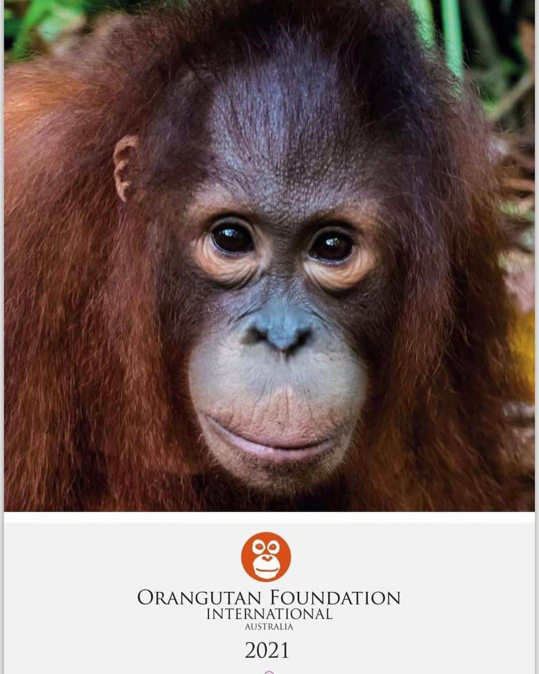 OFI Australiaさんのインスタグラム写真 - (OFI AustraliaInstagram)「We are so happy to announce that our 2021 Orangutans Calendar is now on sale! Featuring incredibly beautiful, high quality orangutan images, this limited-edition calendar is the perfect Christmas gift for the animal lover in your life.  Within Australia, the calendars cost $20 each, with an additional $3.90 each for shipping. Be quick. They sell out fast every year.  Order NOW in our online shop at https://orangutanfoundation.org.au/product/ofi-australia-2021-calendar/. The link to our website shop is in our bio.  Please note – If you live OVERSEAS (not in Australia) and would like to purchase our calendar/s please email info@ofiaustralia.com with your address and the number of calendars you would like to purchase BEFORE you place your order and we will advise you of the international postage cost first. #calendar #orangutanmerchandise _____________________________________ 🦧 OFIA Founder: Kobe Steele kobe@ofiaustralia.com  OFIA Patron: Dr Birute Galdikas @drbirute @orangutanfoundationintl @orangutan.canada www.orangutanfoundation.org.au 🦧 🧡 🦧 #orangutan #orphan #rescue #rehabilitate #release #BornToBeWild #Borneo #Indonesia #CampLeakey #saveorangutans #sayNOtopalmoil #palmoil #deforestation #destruction #rainforest #environment #nature #instanature #endangeredspecies #criticallyendangered #wildlife #orangutanfoundationintl #ofi #drbirute #ofiaustralia #FosterAnOrangutan #calendar」10月10日 12時04分 - ofi_australia