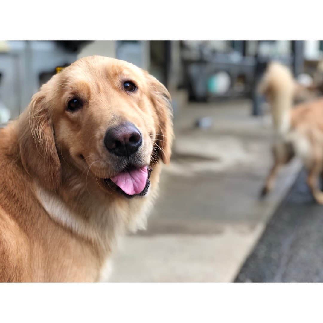 柴咲コウのインスタグラム：「いろんな子がいらっしゃいました🐥🐕 夜10時からのドラマ観てね  #みんなのどうぶつ園 #高岸 さん #相葉雅紀 さん #橋本環奈 さん #柴咲コウ #どうぶつ」