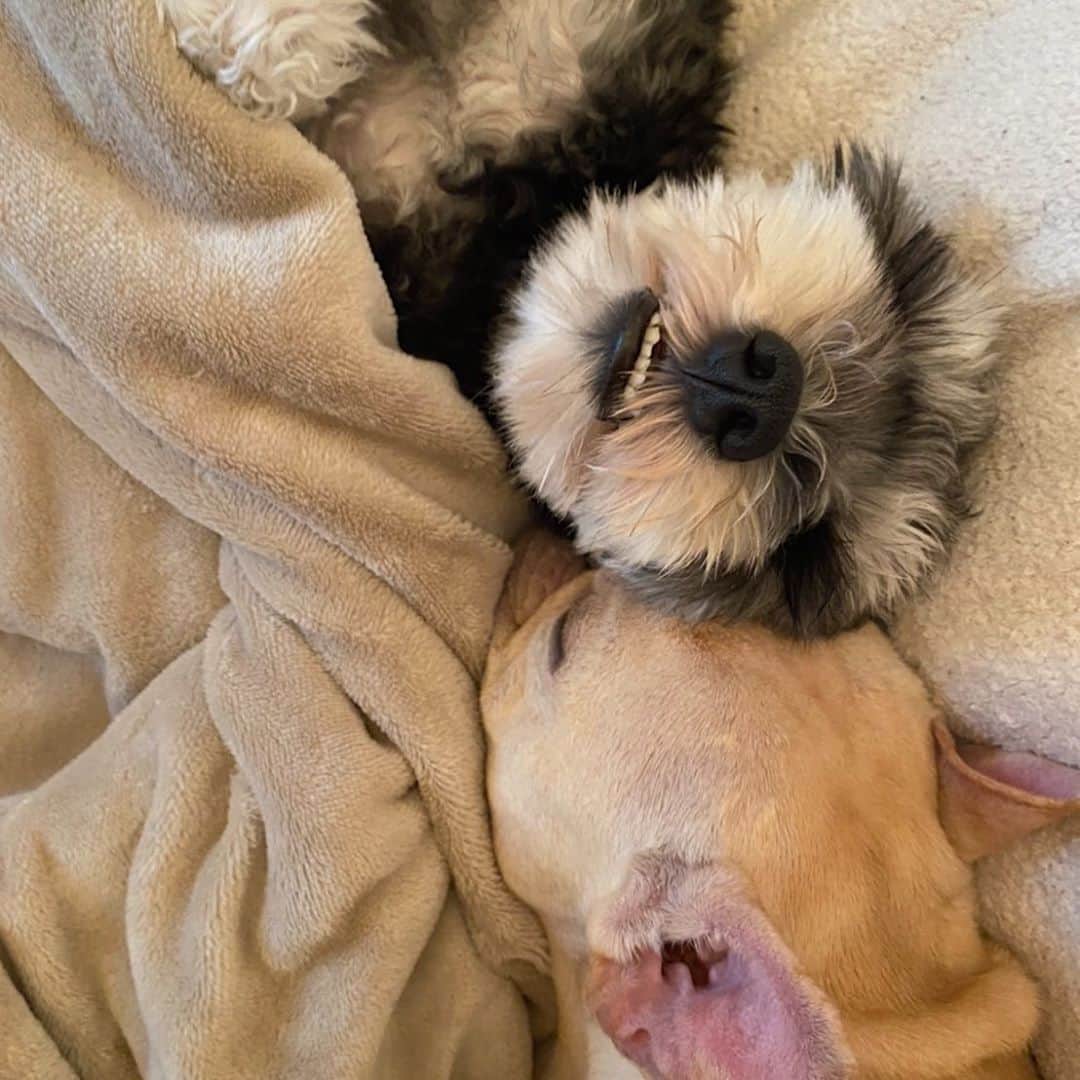 押尾学さんのインスタグラム写真 - (押尾学Instagram)「🐶buddies🐶 #loveyouguys #dogsofinstagram #instagood #frenchbulldog #miniatureschnauzer #bestfriends #doglover」10月10日 12時54分 - manabuoshio_official