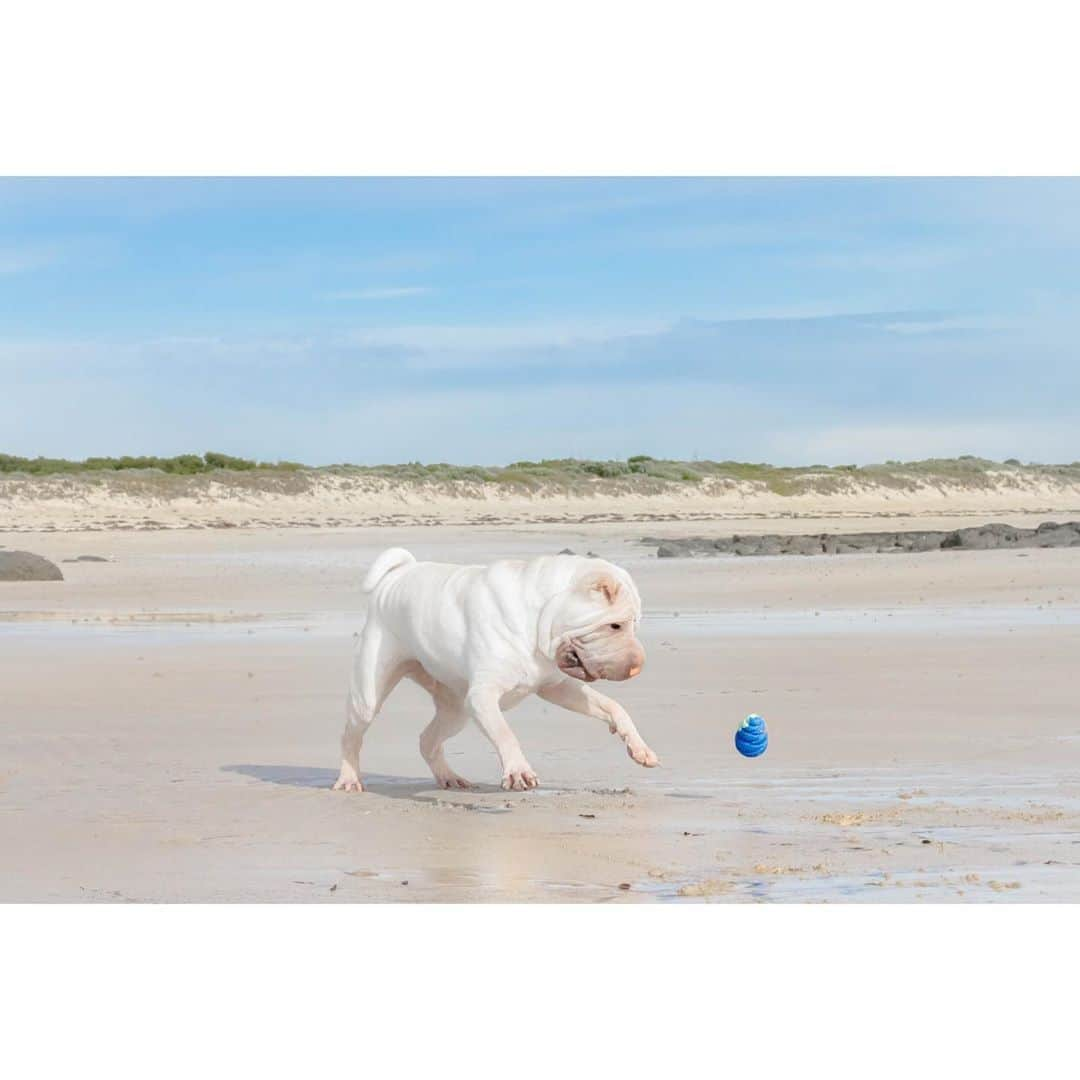 annie&pADdinGtoNさんのインスタグラム写真 - (annie&pADdinGtoNInstagram)「HapPEI Saturday #beachdays #dogsatthebeach #love #tasmania #lambington #sharpei #sharpeisofinstagram #sharpeiworld #dog #dogs #dogsofinstagram #wrinkles #doglife #doglover #squishyfacecrew #play #ilovemydog」10月10日 13時31分 - anniepaddington