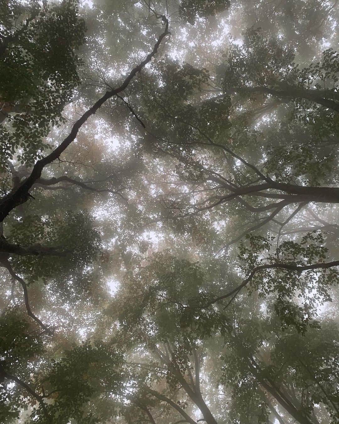 のインスタグラム：「先日のCampの続き♡ 幻想的なブナ林へ🍃🍂  この日は、霧が深くとても神秘的な林でした。  自然というものは、季節、時間、天候、その時々で大きく変化しますよね^ ^ この日はまるで夢の中にいるような感覚でした🌿  地元の植物の先生が一緒にトレッキングをしてくれるので、様々な事を教えてくれます。  ブナ林の循環。里山への恵み。 その写真一枚一枚に、答えが納められているのですが、ここで私が語るのではなく、ぜひ皆さんにこのツアーに参加してもらい、ご自身の目で見て、触り、感じ、体感してもらえたら嬉しいです🙏🏻✨  50年後の誰かのために。今私たちは何を残せるのでしょうか？  @lifefarmingcamp @taka_komatsu @imocchan  #Sustainabledesign」