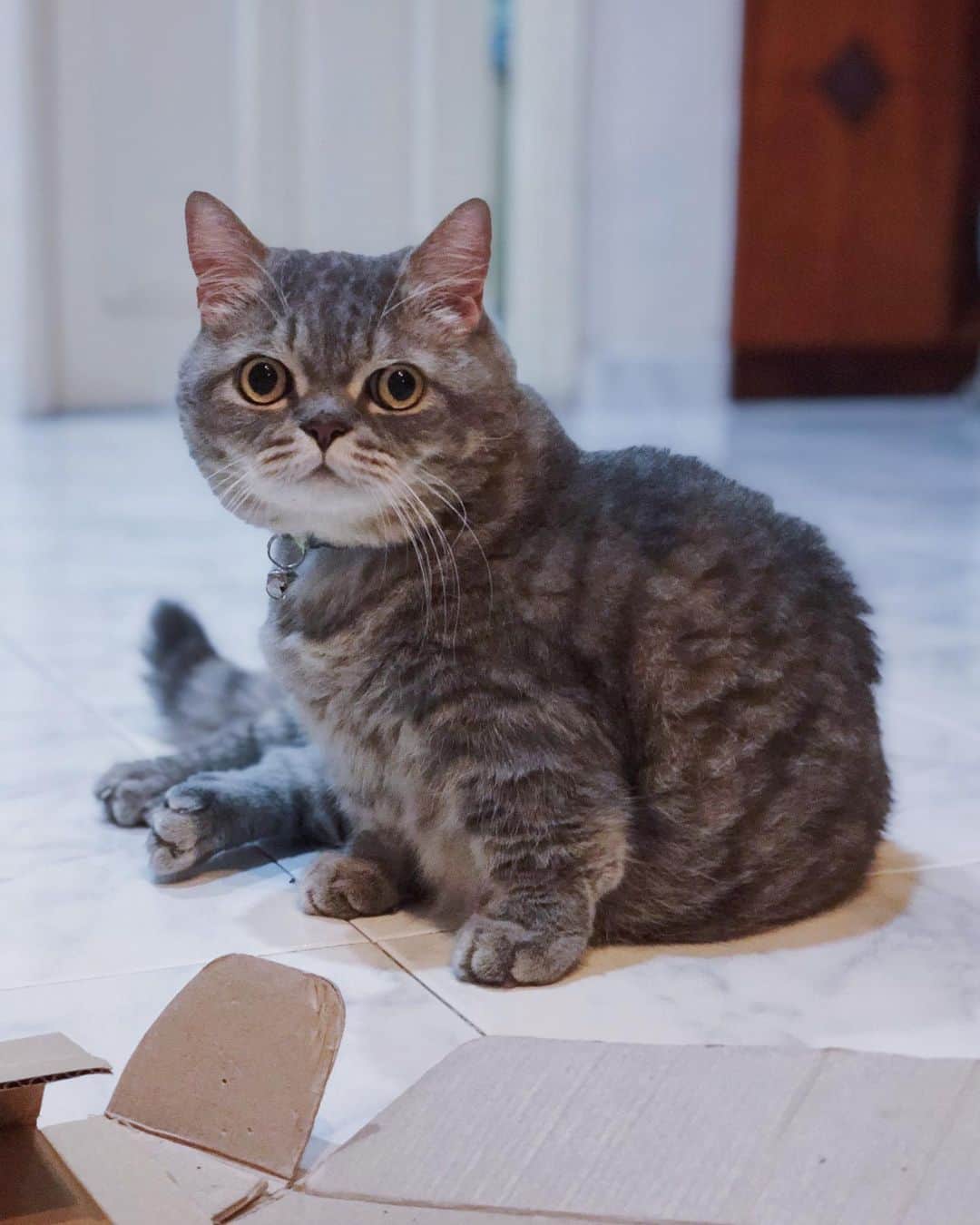 Pancakeのインスタグラム：「bun face ✅ nugget paws ✅ chonky pose ✅ #cats #catstagram #catsoninstagram #catsofinstagram #sgcats #pets #instagramcats #munchkincats #neko #ねこ #マンチカン短足 #猫 #まんちかん部 #マンチカン部」