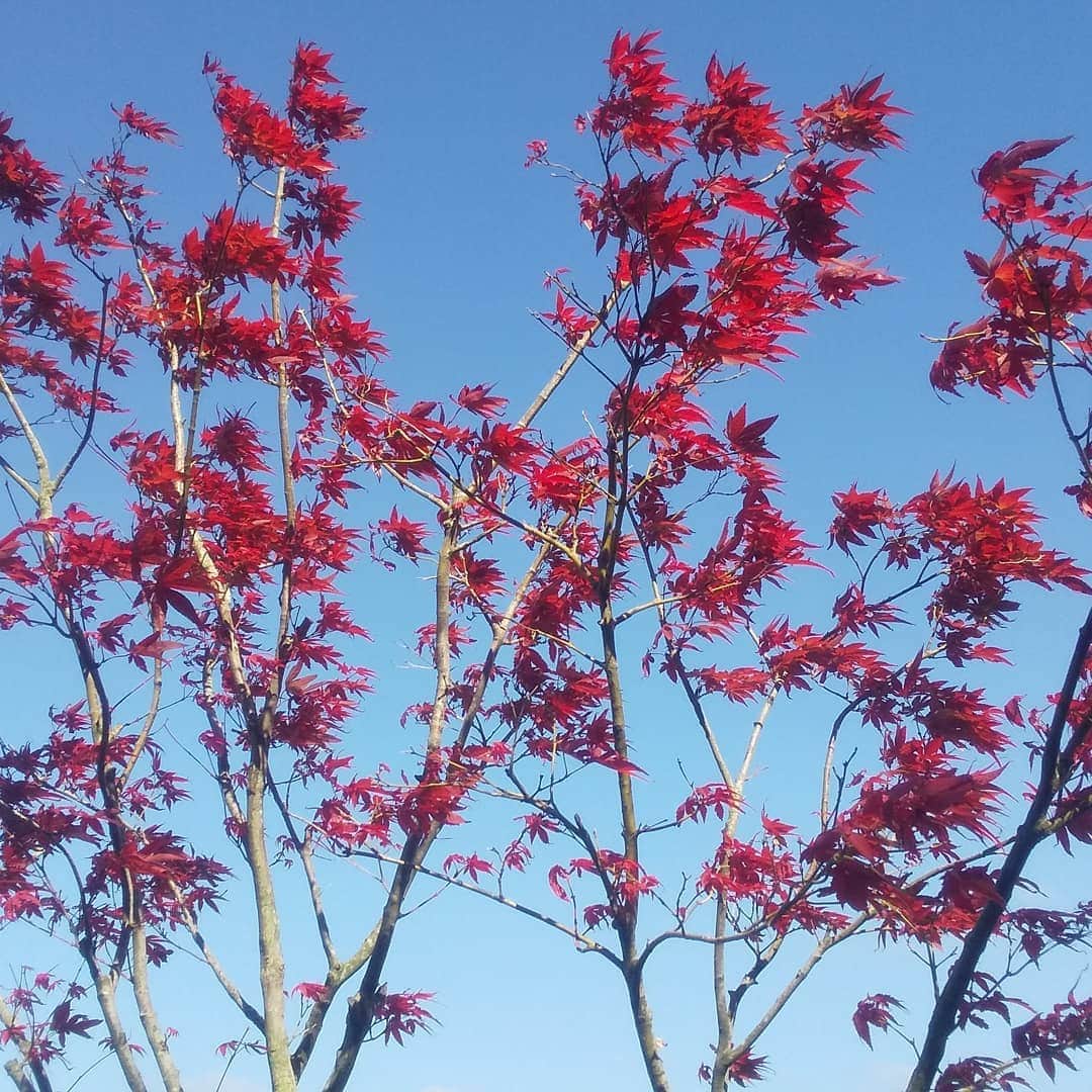 ホテル南風楼さんのインスタグラム写真 - (ホテル南風楼Instagram)「こんにちは(*^^*) 島原温泉ホテル南風楼でございます(^^) ・ 秋晴れの真っ青な空。 昼間は、汗ばむお天気ですが、 爽やかです(*´∀｀) ・ 中庭の紅葉。 鮮やかな色が、青空に映えて、 とてもキレイです(≧∇≦) ・ 今日も、たくさんのご利用、 ありがとうございます(^^) ・ 笑顔の花が、南風楼から たくさん咲きますよぅに(*≧∀≦*) ・ #九州 #長崎 #島原 #雲仙 #島原温泉 #温泉 #南風楼 #ホテル南風楼 #楽しい #最高 #カップル #女子会 #インスタ映え #家族旅行 #旅行 #日帰り旅行  #onsen #happy #travel #nagasaki  #秋 #爽やか #笑顔  #紅葉 #青空」10月10日 14時42分 - hotelnampuro