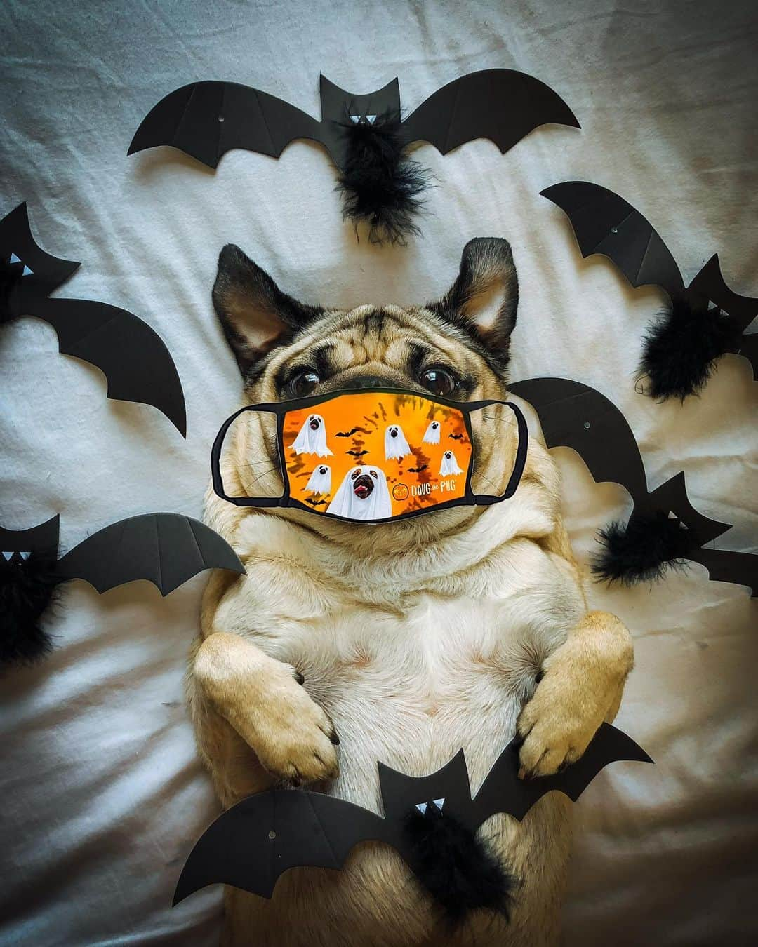 itsdougthepugさんのインスタグラム写真 - (itsdougthepugInstagram)「“Spooky AND Safe” -Doug • It’s ur LAST CHANCE to get my limited edition Pugoween mask! They WILL sell out! Masks ship immediately so u can have it for the rest of October and for trick-or-treating 👻 Link in bio or go to www.dougthepugstore.com」10月11日 1時10分 - itsdougthepug