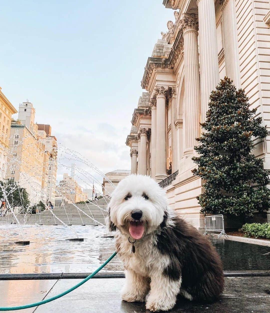 メトロポリタン美術館さんのインスタグラム写真 - (メトロポリタン美術館Instagram)「Sun’s out, tongue’s out 🐶  Another paw-fect day at the #MuttropolitanMuseum! Make like @ziggythesheepy and come hang with us. 👋」10月11日 1時15分 - metmuseum