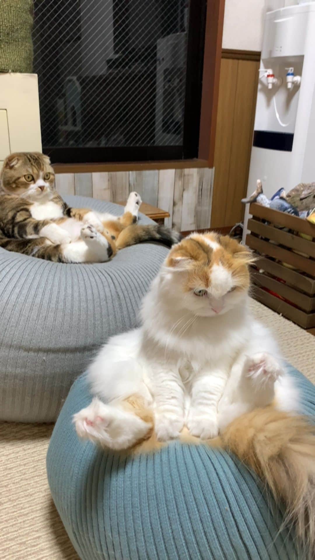 yayoi89のインスタグラム