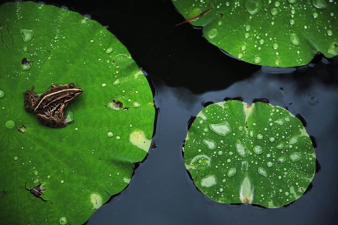 Michael Yamashitaさんのインスタグラム写真 - (Michael YamashitaInstagram)「'Listen! a frog jumping into the stillness of an ancient pond!' The most famous Haiku poem by Matsuo Basho, Japan's most famous poet. I chose this moment capturing the frog just before take-off as the best way to photographically interpret this poem. The splash of a frog, a cricket chirping from beneath an empty samurai helmet, “the cool fragrance of snow”: Such closely observed moments in nature, often marrying unlikely elements, distinguish Basho’s poetry. Haiku (a three-line, 17-syllable verse) originated as the first stanza of longer poems. Using plain language in the service of spiritual insight, Basho raised the form to literature, each poem like a polished stone that, when dropped in water, creates an infinity of ripples. Akita, Japan. #haiku #poetry #basho #tohoku #yamashitaphoto @natgeo @thephotosociety  @natgeotravel」10月11日 1時48分 - yamashitaphoto