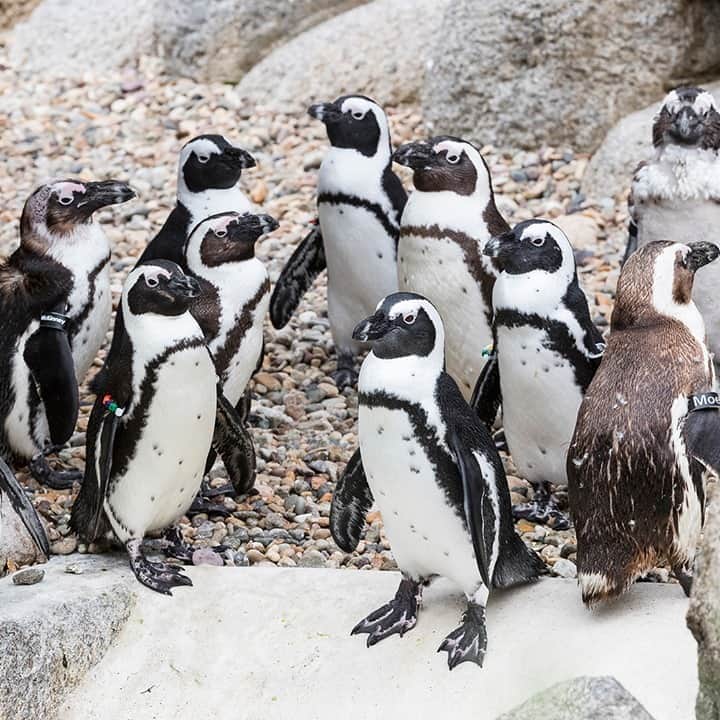 San Diego Zooさんのインスタグラム写真 - (San Diego ZooInstagram)「Waddle this way for some African penguin facts:  African penguins are believed to be one of the 1st penguin species to be discovered by humans.  One of the African penguin's most distinctive features is a small pink gland above each eye, which helps them cope with high temperatures in South Africa.  African penguins are also widely known as "jackass" penguins, for their donkey-like bray.  #AfricanPenguinAwarenessDay #PengwinningContent #WaddleThisWay #SanDiegoZoo #EndangeredSpecies」10月11日 2時00分 - sandiegozoo