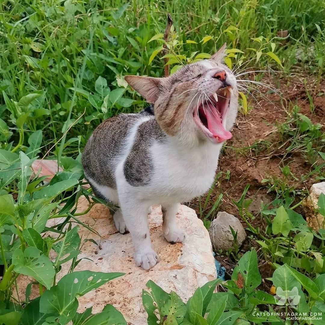 Cats of Instagramさんのインスタグラム写真 - (Cats of InstagramInstagram)「From angpianista19: “🌬️ Good meowwwning.. 😼🐱🐈” #catsofinstagram」10月11日 2時16分 - cats_of_instagram