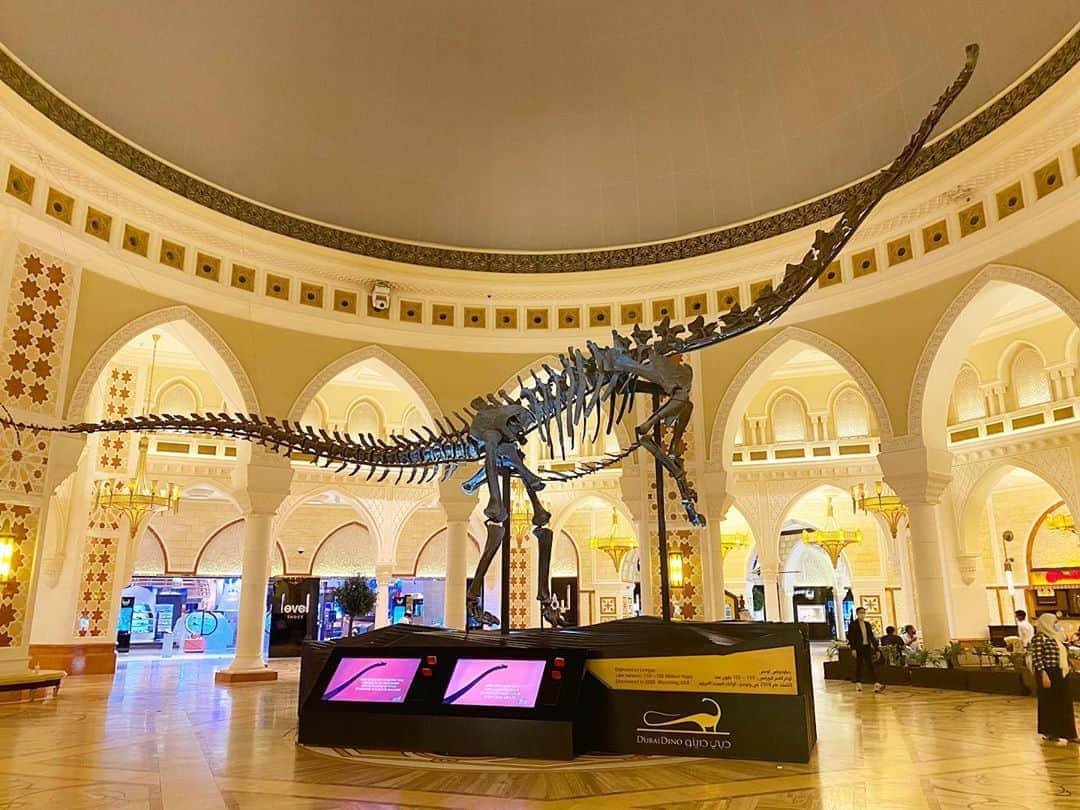 Rieさんのインスタグラム写真 - (RieInstagram)「高さ7m・長さ24m以上ある﻿ ﻿ 1億5000万年以上前の﻿ ﻿ #Diplodocuslongus の﻿ ﻿ 本物の #化石 #🦕﻿ ﻿ 2008年に米国ワイオミング州で﻿ ﻿ 発見されたこの化石は、もともとは﻿ ﻿ ヒューストン自然科学博物館に﻿ ﻿ 展示されていたそうです﻿ ﻿ 現在化石は2014年から﻿ ﻿ #ドバイモール の﻿ ﻿ #souq area に展示されていてます﻿ ﻿ そして無料で見物出来ますよ﻿ ﻿ ドバイモールに来たら﻿ ﻿ ここにも是非来てみてください😆﻿ ﻿ @jwdtravel   #dubaidino﻿ #dubaimall﻿ #恐竜﻿ #ドバイ観光﻿ #ドバイ﻿ #ドバイ旅行﻿ #ドバイ女子旅﻿ #ドバイインスタ映え﻿」10月10日 17時39分 - rie_dubai