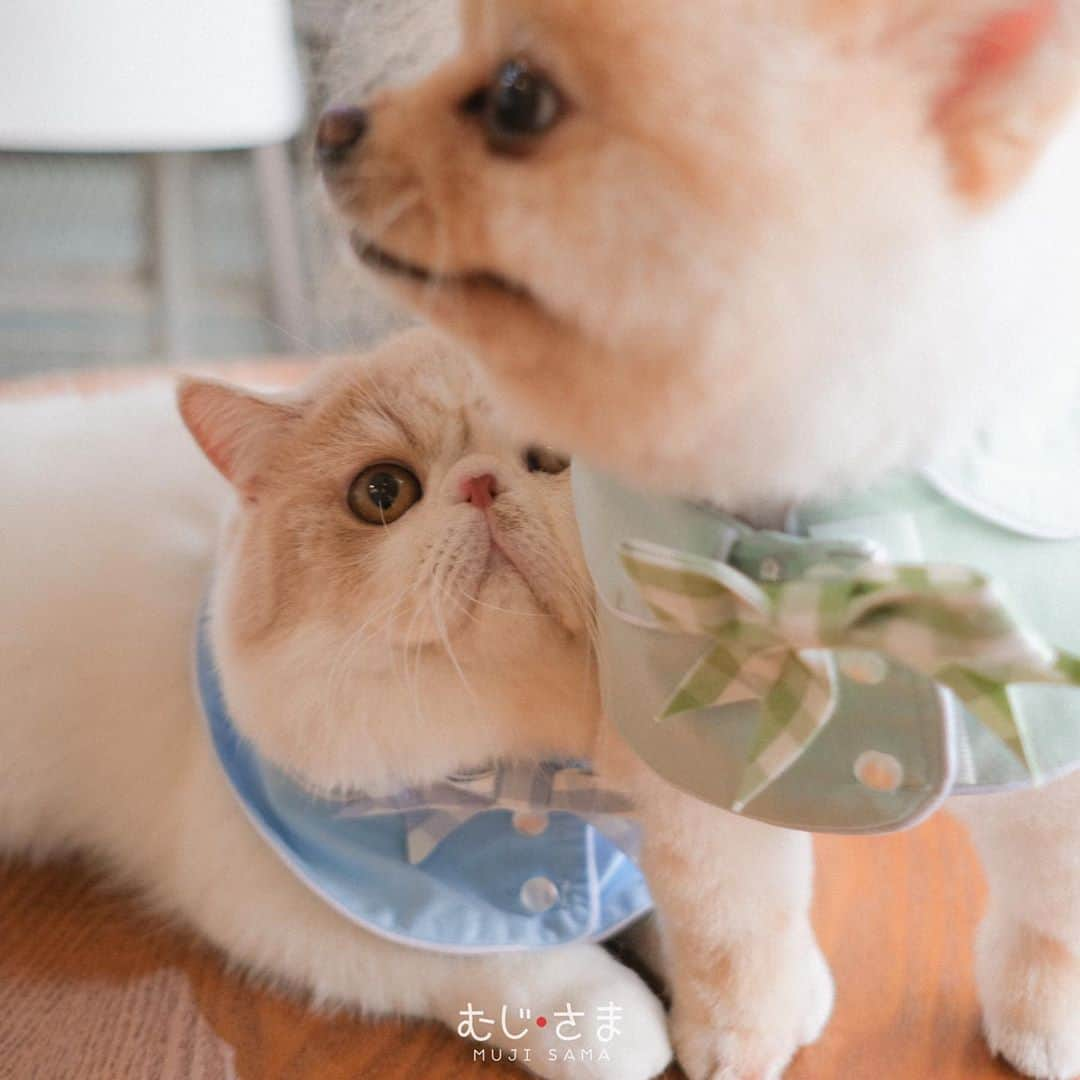 むじさまさんのインスタグラム写真 - (むじさまInstagram)「🥺」10月10日 17時41分 - mujisama