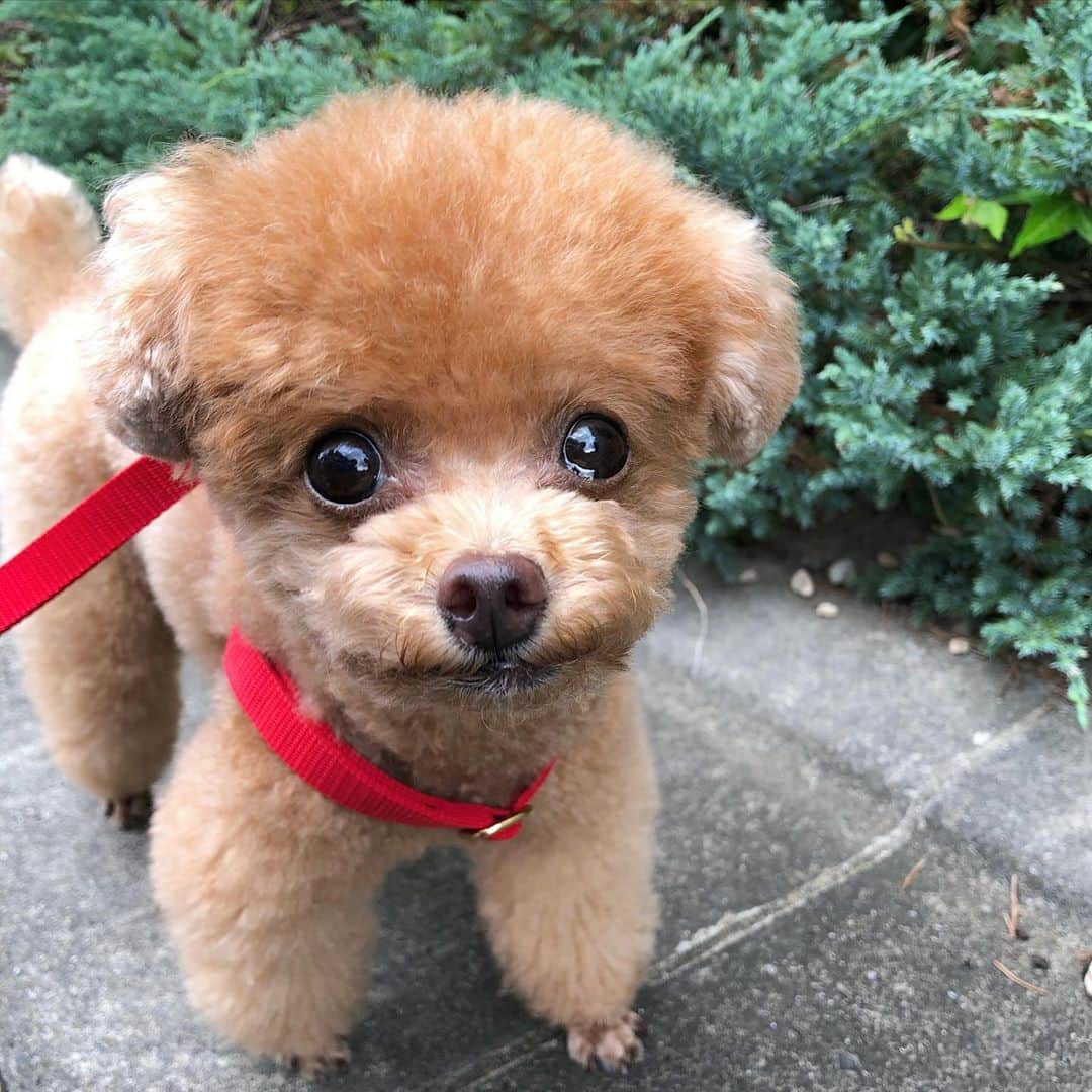 ふわのインスタグラム：「#toypoodle#toypoodlegram#dogsofinstagram#doglover#doglife#instadog#dog#fuwamama#ふわもこのふわ#ふわ#トイプードル#ふわもこ部#犬バカ部#親バカ部#いぬすたぐらむ#犬のいる暮らし#いつかのふわ散歩#お散歩行きたいね」