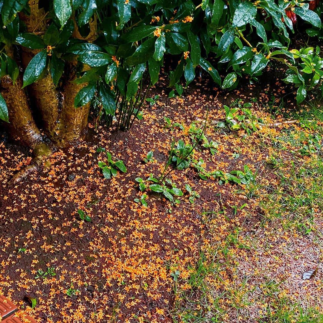 牛窪万里子さんのインスタグラム写真 - (牛窪万里子Instagram)「急に寒くなりました。 金木犀の絨毯。　　  雨に濡れた小さな花びらが一面に。  もう秋から冬に近づいてますね。  #金木犀 #キンモクセイ #花の絨毯 #花のある暮らし  #花が好きな人と繋がりたい  #flowers  #flowerstagram」10月10日 18時18分 - mariko_ushikubo