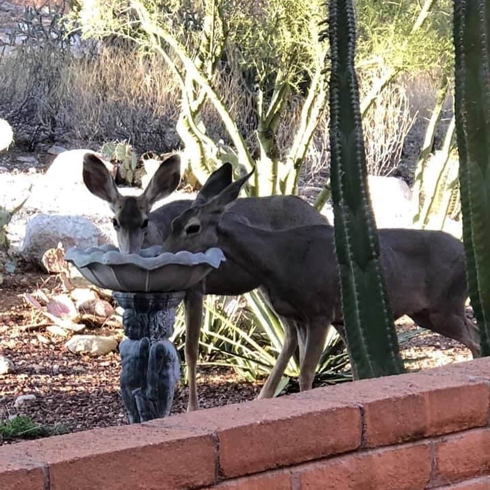 アメリカ大使館さんのインスタグラム写真 - (アメリカ大使館Instagram)「鹿🦌が、水飲みにお庭に… 鳥用に用意してた水飲み場で、ハッピーアワーを満喫⁉️ そーっと近づいて写真を撮ってたそうですが🤳、あっ👀気づかれちゃった😅 人間も動物も水分補給は大事ですね😆 . #usa #america #studyabroad #livinginamerica #wildlife #deer #happyhour #drinkingfountains #hydration #wildanimals #アメリカ #アメリカ生活 #留学 #野生の鹿 #珍しい訪問者 #水飲み場 #ハッピーアワー #野鳥 #かわいい #サボテン #水分補給 #こっそり撮影」10月10日 18時19分 - usembassytokyo