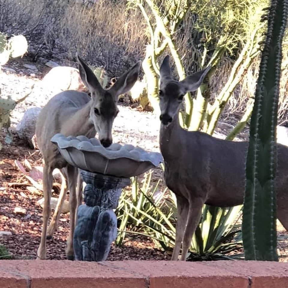 アメリカ大使館さんのインスタグラム写真 - (アメリカ大使館Instagram)「鹿🦌が、水飲みにお庭に… 鳥用に用意してた水飲み場で、ハッピーアワーを満喫⁉️ そーっと近づいて写真を撮ってたそうですが🤳、あっ👀気づかれちゃった😅 人間も動物も水分補給は大事ですね😆 . #usa #america #studyabroad #livinginamerica #wildlife #deer #happyhour #drinkingfountains #hydration #wildanimals #アメリカ #アメリカ生活 #留学 #野生の鹿 #珍しい訪問者 #水飲み場 #ハッピーアワー #野鳥 #かわいい #サボテン #水分補給 #こっそり撮影」10月10日 18時19分 - usembassytokyo