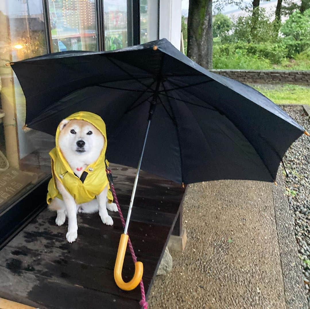 てんパパさんのインスタグラム写真 - (てんパパInstagram)「てんちゃん地方、3日間雨が降り続いています。 #雨んぽ　#田んぼ巡視　#よく降るね」10月10日 19時04分 - tenchan.shiba