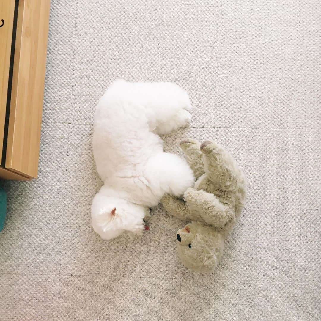 ゆうのインスタグラム：「. . ラブラブ🐶❤️🐻  . . . . #仲良し❤️ . . .」