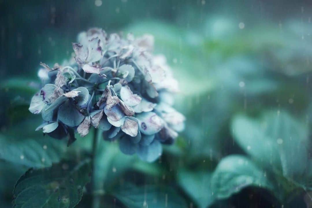 花の写真館のインスタグラム：「Photo by 廣瀬明香.⠀ .⠀ Original Post[投稿いただいたURL]⠀ https://www.facebook.com/photo.php?fbid=121383903021524⠀ .⠀ 本アカウントは、 #私の花の写真 をつけてInstagramに投稿された皆さまの花の写真や、「花の写真館」Facebookページで投稿された花の写真を紹介します。⠀ 「花の写真館」Facebookページは、「 @floral.photograph 」のプロフィールにあるURLからご覧ください。⠀ .⠀ ※各自、政府、自治体など公的機関の指示に従った行動をお願いします。⠀⠀ 東京カメラ部および分室では、写真を「見る楽しみ」を提供することを通して、微力ながら皆様にわずかな時間でも癒しをお届けしたいと思っております。⠀ ※本アカウントは東京カメラ部がFacebook、Instagramのサービスを利用して運営しているもので、Facebook社・Instagramとは一切関係ありません。⠀ .⠀ #花の写真館 #floralphotograph #floralphoto #flower #flowers⠀ Follow: @floral.photograph」
