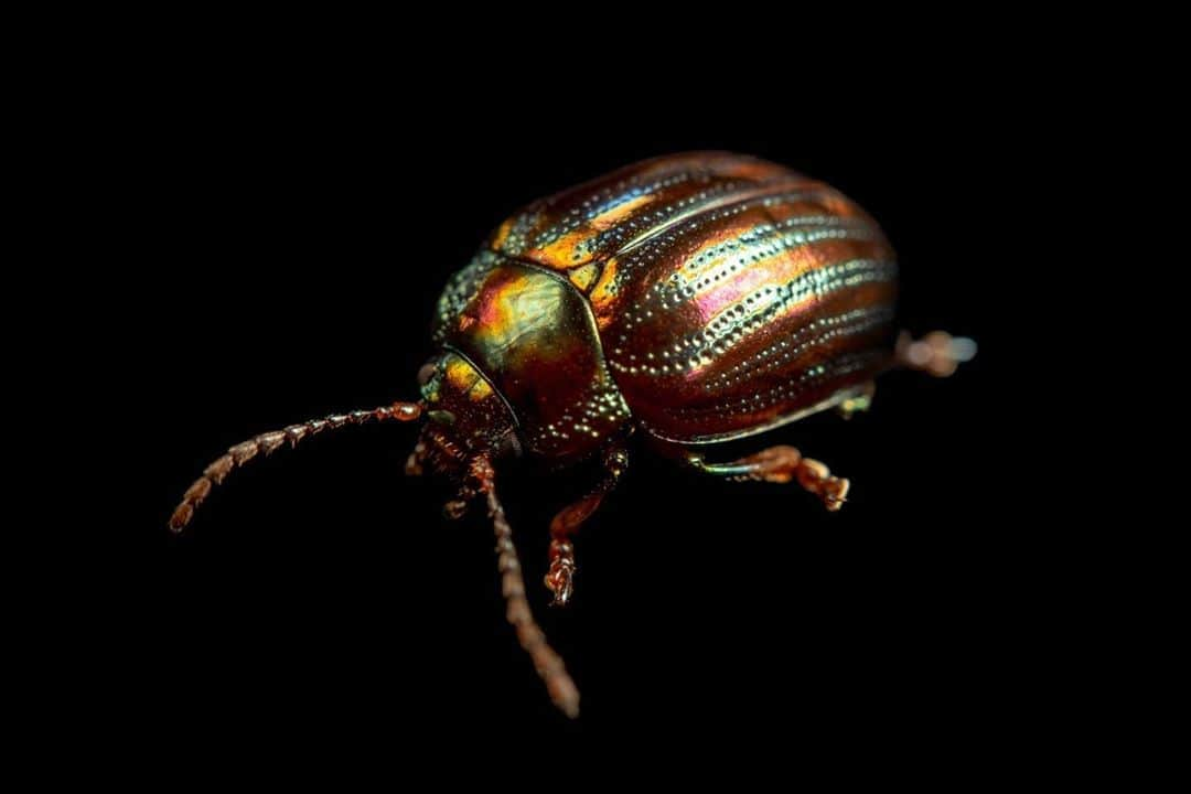 Joel Sartoreさんのインスタグラム写真 - (Joel SartoreInstagram)「Originally from southern Europe, leaf beetles have been widespread in areas further north, like Britain, since the mid-1990s. Often considered a pest, both larvae and adults of this species feed on the foliage and flowers of plants including rosemary, lavender, sage, and thyme. Thankfully, while their feeding habits may impact parts of the plant used for culinary purposes, the beetles do not cause major damage to their host plants, and can be easily removed by hand. Photo taken at the Natural History and Science Museum in Lisbon, Portugal with a @nikonusa D4. #leafbeetle #rosemarybeetle #beetle #shiny #metallic #colorful #pretty #insect #PhotoArk #savetogether #nikonambassador」10月10日 19時35分 - joelsartore