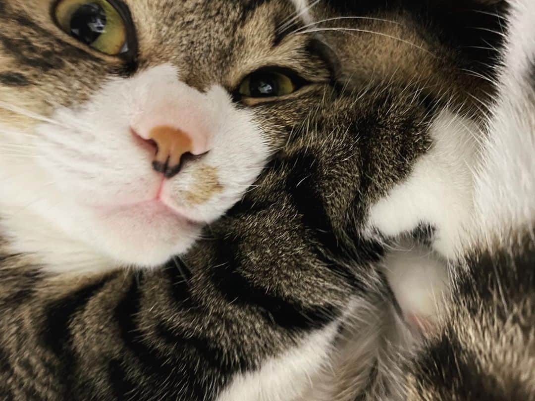 野本かりあのインスタグラム：「この気候だから、ルカ（猫は皆かな？）は食欲より睡眠欲が強くなる。 そっとしておいてあげよう（真面目か）とは思いつつも、声をかけたいし撫でてあげたいと近づいてみたら、ゴロゴロと喉を鳴らしてくれて、嬉しくて涙出ちゃうよ😭 #lukarly #catsofinstagram #にゃんすたぐらむ」