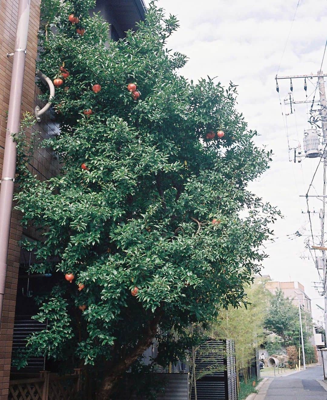 たなかのぞみさんのインスタグラム写真 - (たなかのぞみInstagram)「柘榴の木」10月10日 19時55分 - tanakaranonko