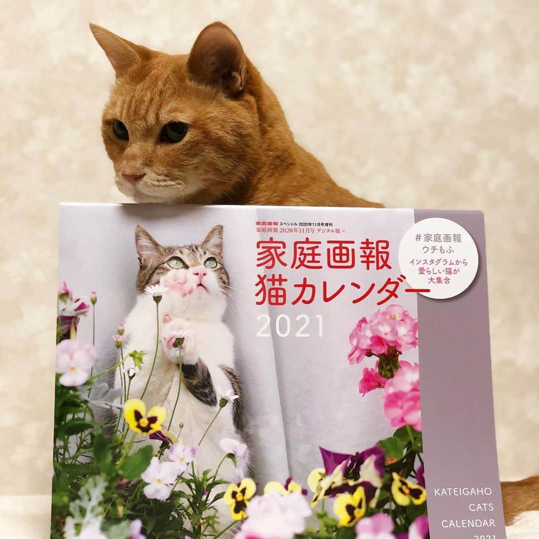 のインスタグラム：「20201010 #1010terrydory ✩ わーい🙌🏻 家庭画報さん @kateigaho の 家庭画報猫カレンダー2021に テリーを載せていただきました！ 裏表紙にもテリーが😻 ありがとうございます！ お友達も載ってるー♥️ . #家庭画報猫カレンダー2021  #家庭画報ウチもふ  . テリドリに元気玉ありがとうございます♥️ . . #無敵の親バカ同盟#シブにゃん隊over10 #IGersJP#ふわもこ部 #テリー2020 ． #rakutenpet#ペトラフ#petio #サンデイ#ペコねこ部#sippoストーリー #sippo#nyancon01#今日のうちの子#peppyフォト部#シマホレスキュー#猫カレンダー2022参加したい#wpe2020秋フォトグランプリ  #idogsnsモニター応募 テリー ⑥ . #cat#猫#茶トラ#gingercat#weeklyfluff#ねこ#ネコ」