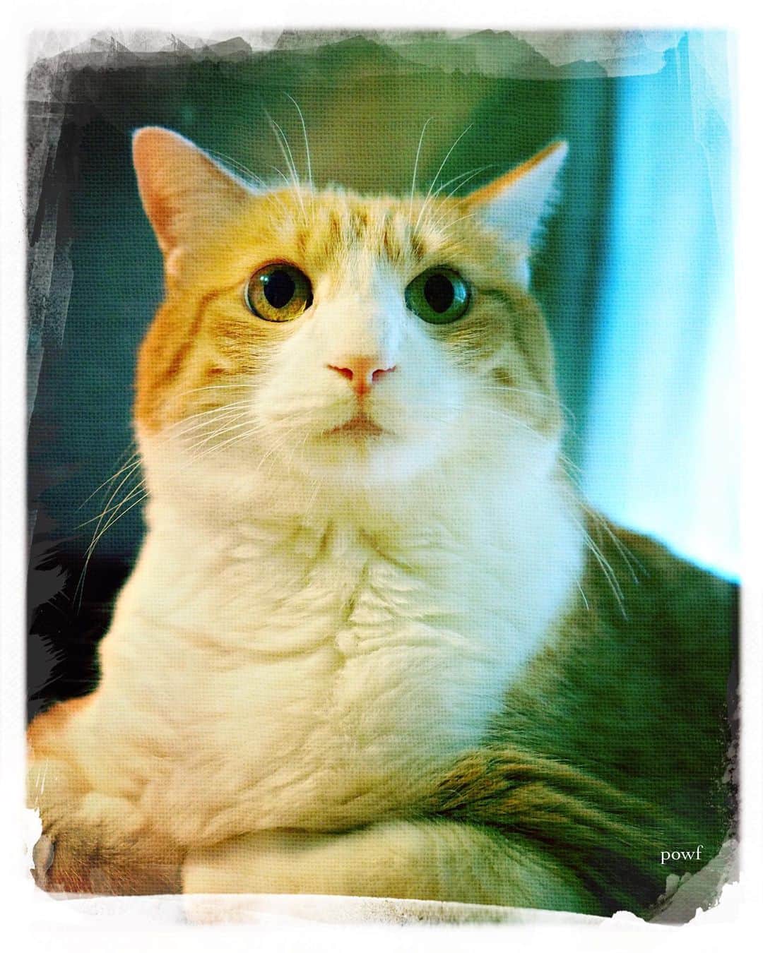 anemone_69さんのインスタグラム写真 - (anemone_69Instagram)「. iPhone使いはじめて 10年が経ったよー . #ハカセとキョウジュ #茶トラ白 #茶白 #cat #猫 #保護猫 . #DreamCanvas_powf . . .」10月10日 20時23分 - powf